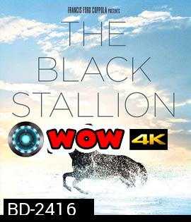 The Black Stallion (1979) อาชาเพื่อนยาก