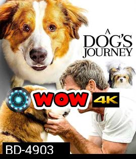 A Dog's Journey (2019) หมา เป้าหมาย และเด็กชายของผม 2