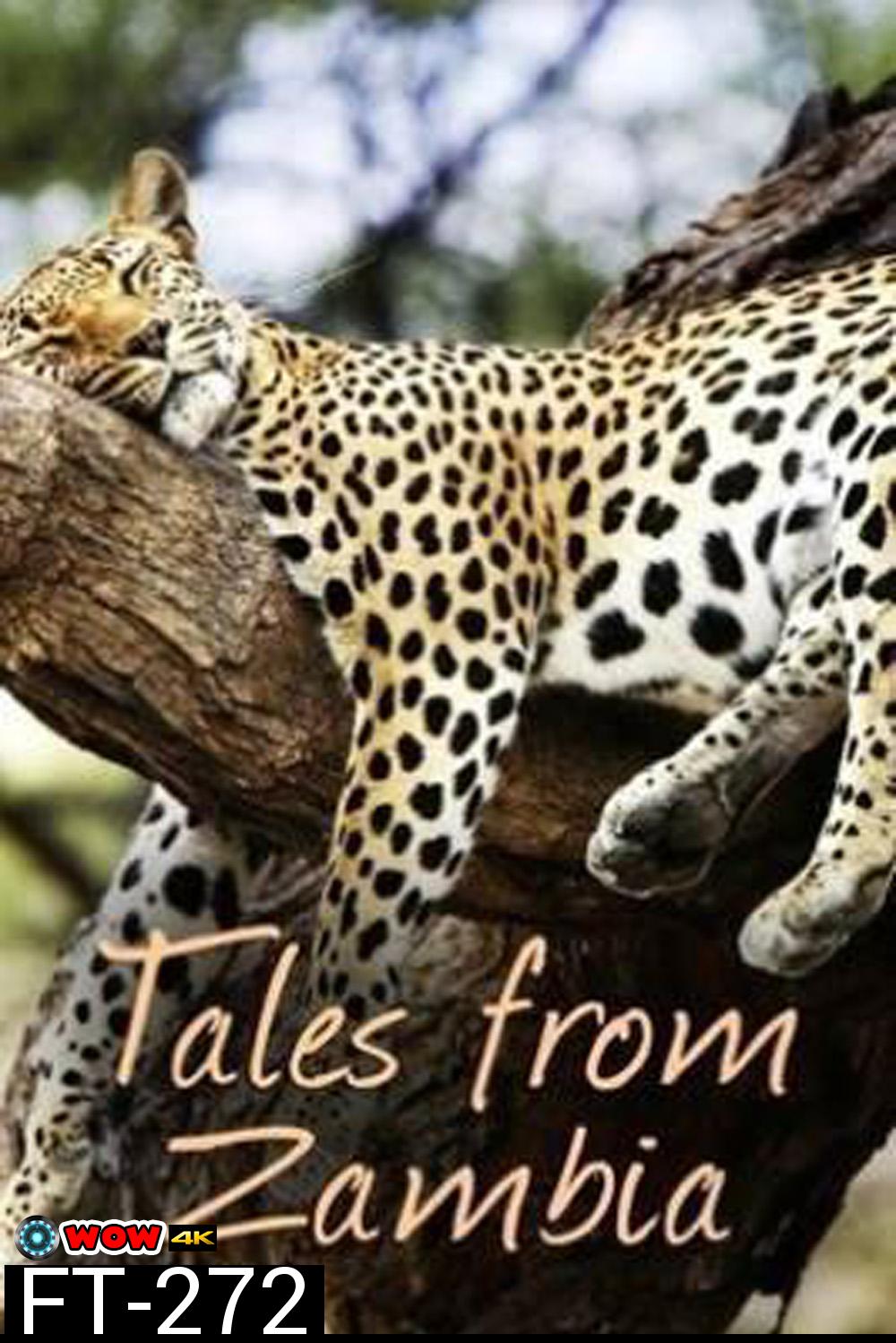 (ตอนที่ 5-7 ไม่มีซับ)Tales From Zambia เทพนิยายจากแซมเบีย (2016) 7 ตอน